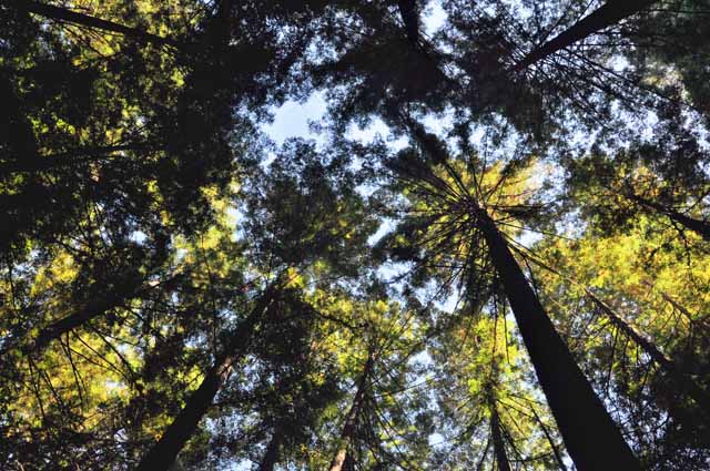 Armstrong Redwoods